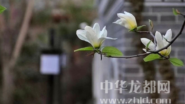 淮陽蓮舍，多了一份味道