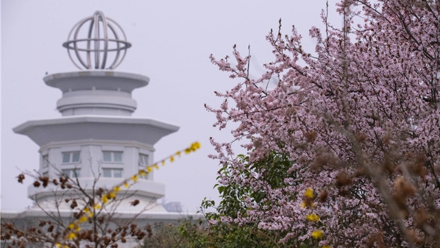 陽春三月，踏青賞花正當(dāng)時(shí)